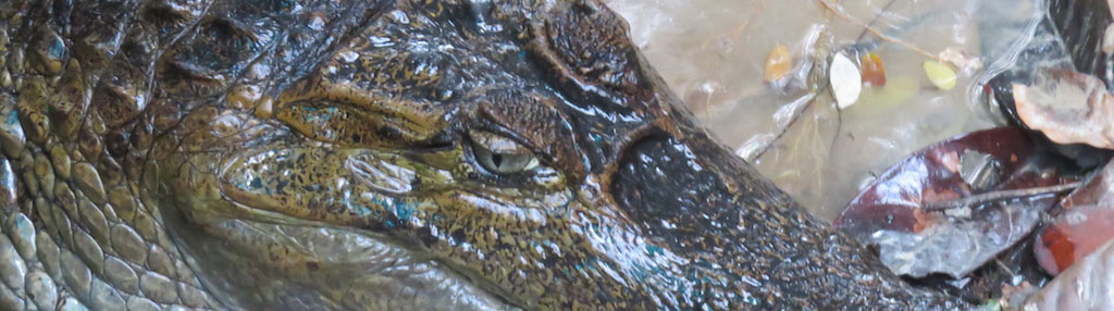 amazon, rainforest, wildlife, itk, voyage, ecuador