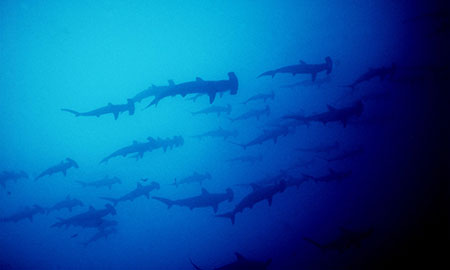 wolf, island, galápagos, dive site, itk