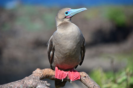 galápagos, wildlife, ecuador, itk, voyage, ecuador, red, footed, booby