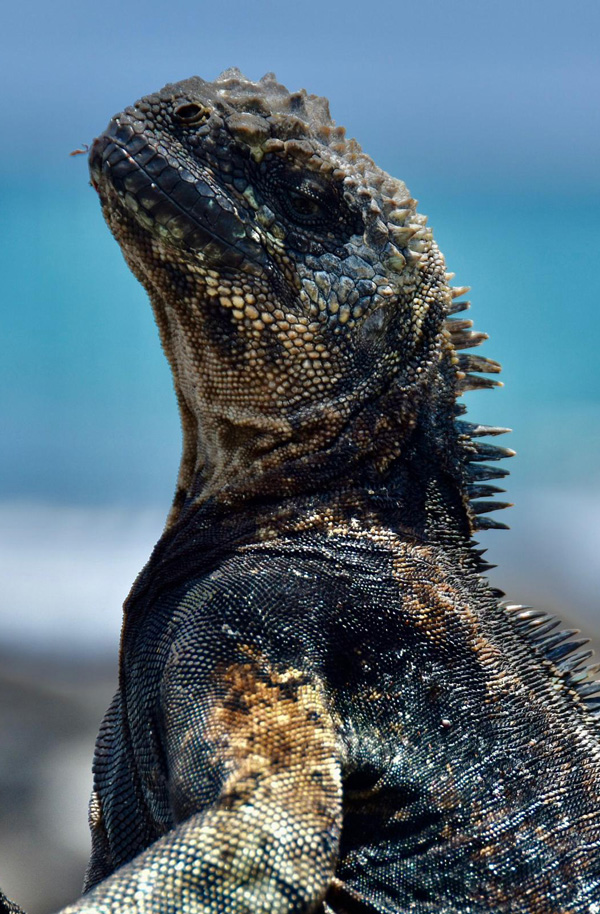 Ecuador travel destination - Galápagos, itk