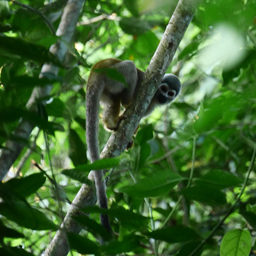 Yasuní charm in the Amazon Rainforest Ecuador