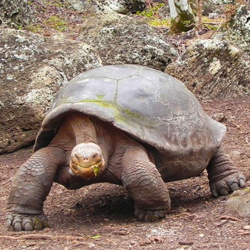 combination galapagos program cruise itk