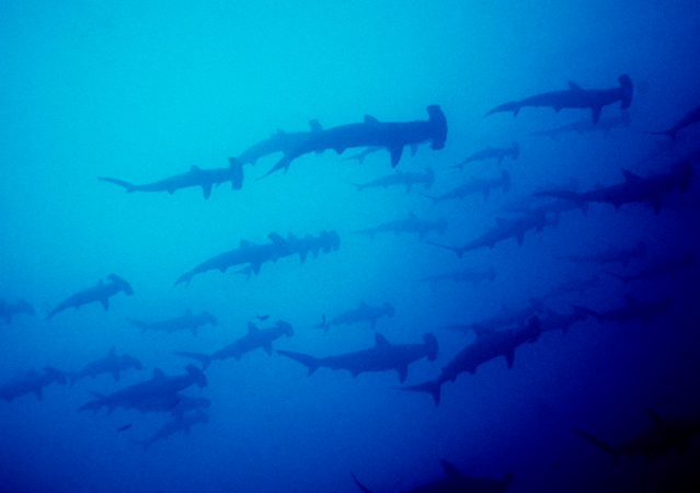 Customized travel to Ecuador, custom, tour