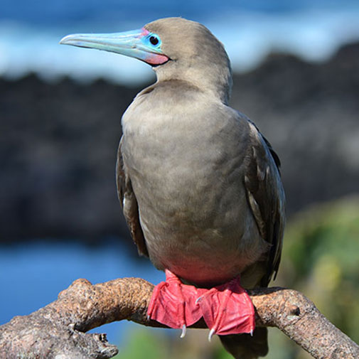 galápagos, island, hopping, tour, integral, 10, days, itk, voyage