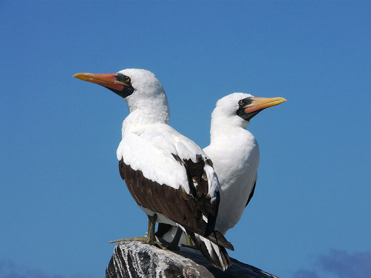 galapagos combination cruise and island hopping tour