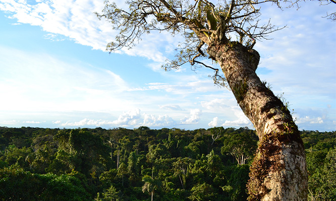 amazon rainforest tours itk voyage ecuador