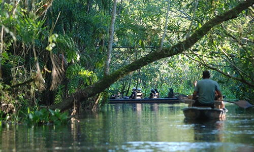 Quest to the Amazon Rainforest itk voyage