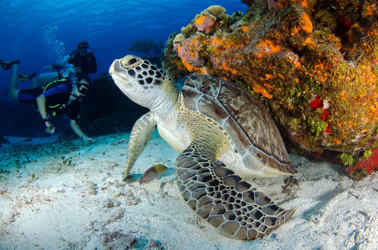 scuba diving ecuador