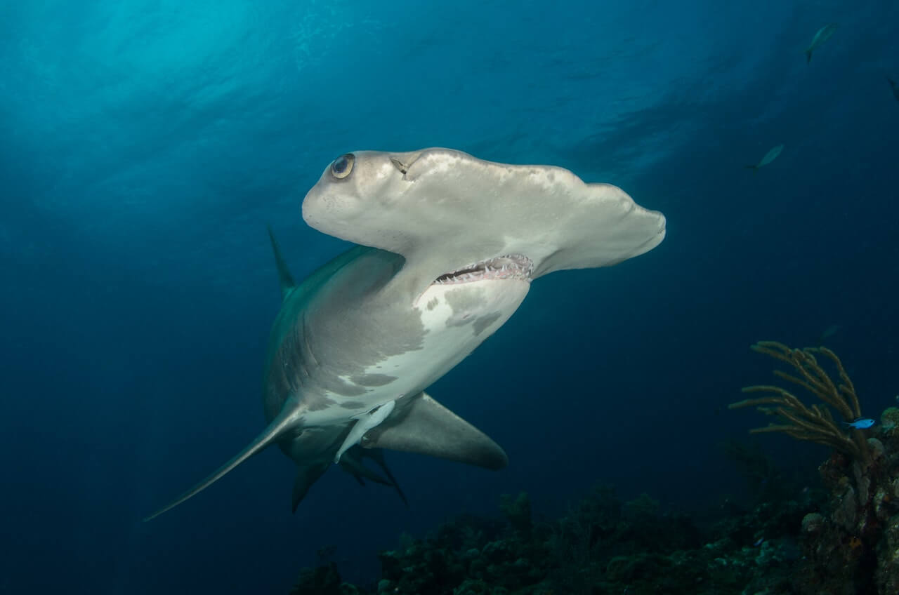 Hammer Head Shark