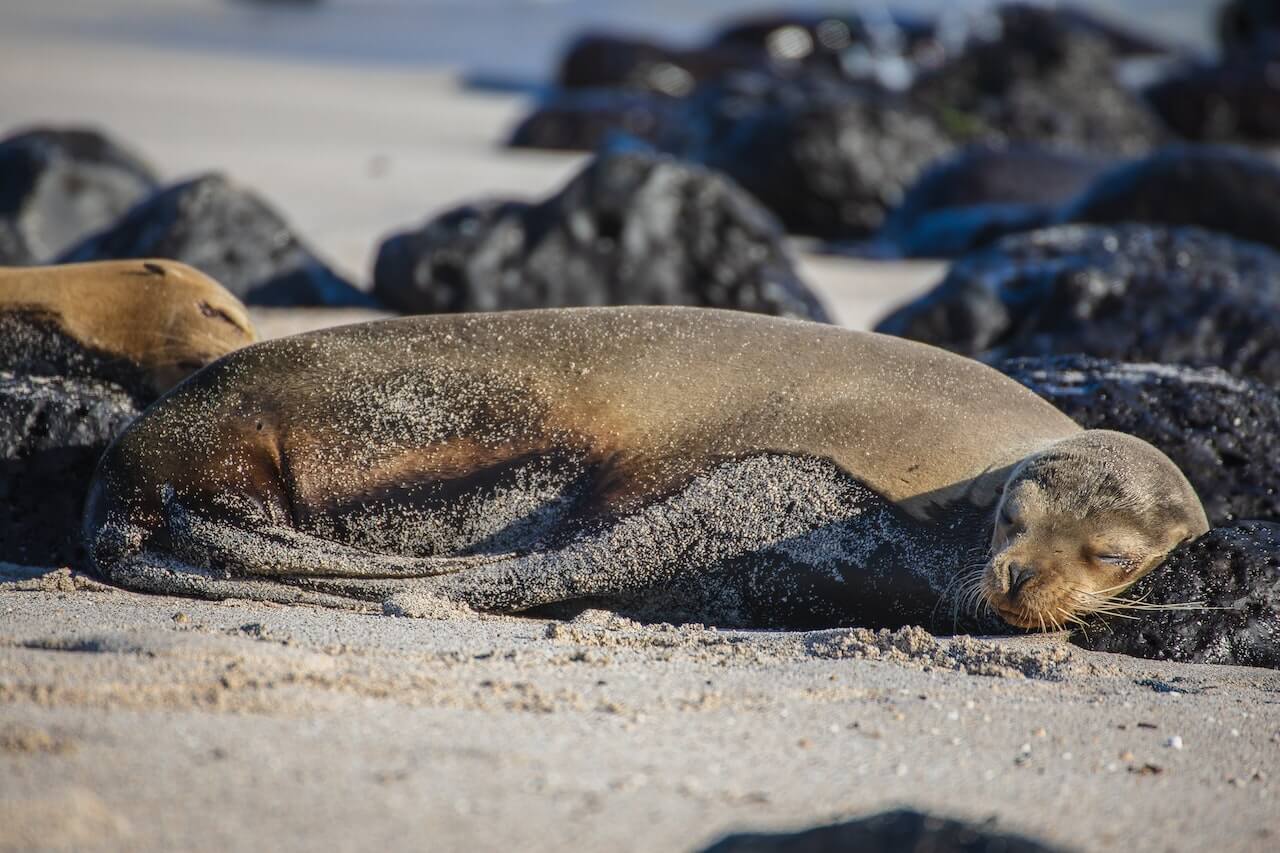 Sea Lion Galapagos