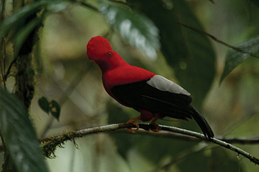 From the cloud Forest to the Andes, Itk Tour