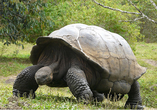 on the steps of charles darwin itk voyage galapagos tour