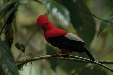 cloud-forest-andes-menu