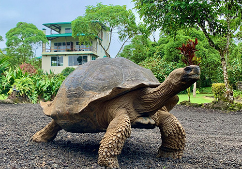 semilla verde hotel tortoise picture itk voyage ecuador