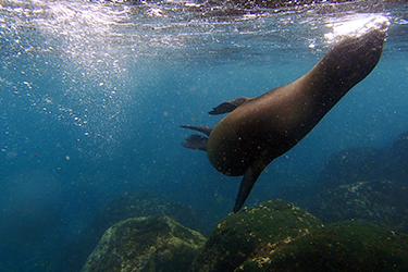 Dive_sites_menu_galapagos