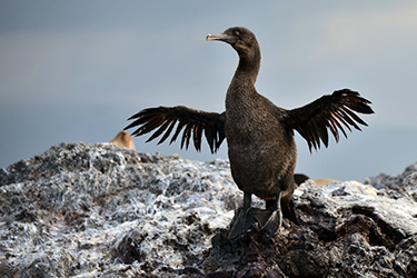 galapagos_wildlife_menu