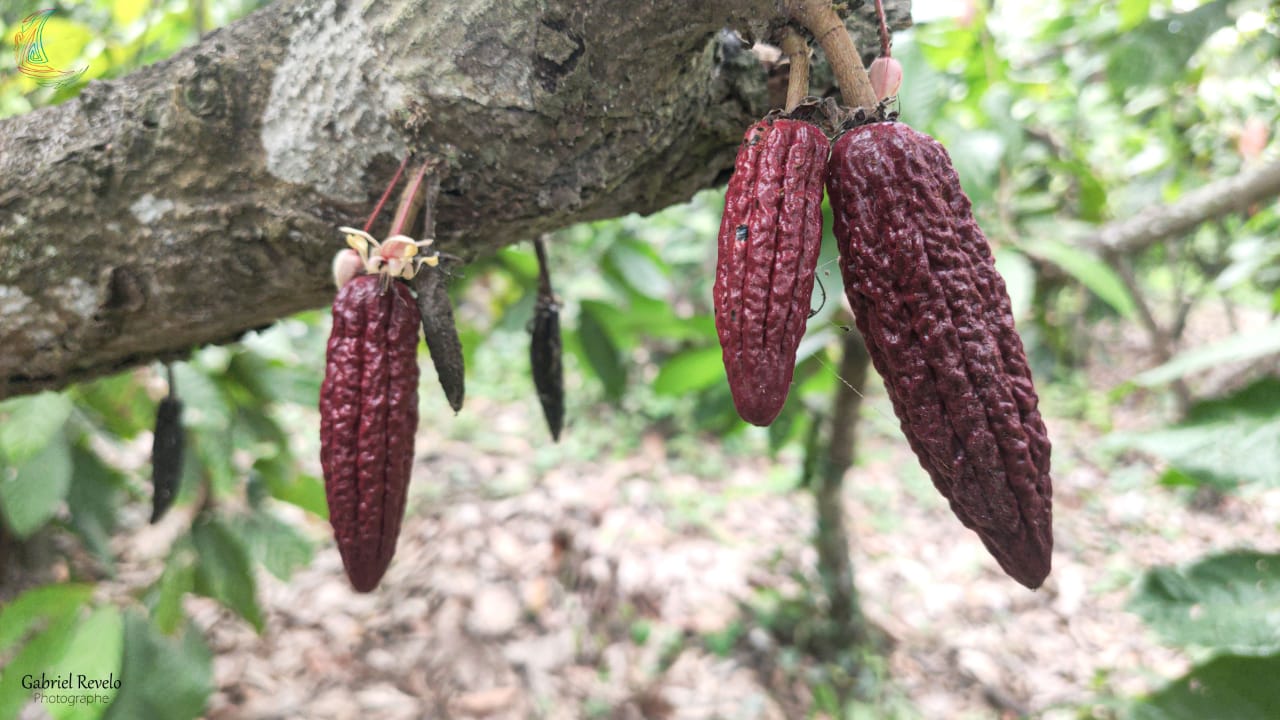 cacao_plantation
