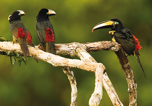 amazon national parks and protected reserves ecuador