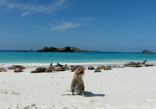 galapagos marine reserve itk voyage